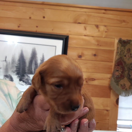 Pups1